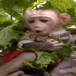 sticker (1)_resized_200x200.gif sticker (1)_resized_200x200.gif