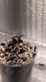 IMG_5813.jpeg