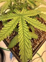 IMG_3183.jpeg