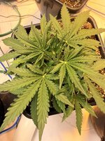 IMG_3184.jpeg