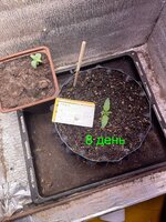 IMG_1797.jpeg
