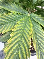 IMG_3249.jpeg