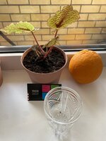 IMG_1866.jpeg