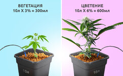 kak-sdelat-avtopoliv-konopli__m3KWpd6Hak0B9nvN.jpg kak-sdelat-avtopoliv-konopli__m3KWpd6Hak0B9nvN.jpg