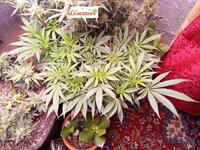IMG_20250407_072753.jpg
