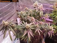 IMG_20250816_061750.jpg