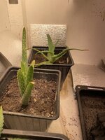 IMG_1927.jpeg