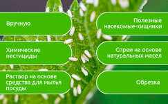 Borba-s-tlej-na-kustah-konopli__yinPPwWJmlKBLD5p.jpg Borba-s-tlej-na-kustah-konopli__yinPPwWJmlKBLD5p.jpg