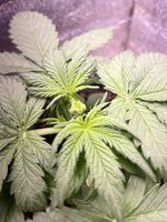 IMG_1964.jpeg