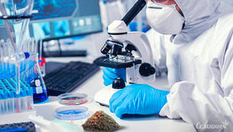 opasnost-sinteticheskih-kannabinoidov__Fb2BkNaz8th2KB3F.jpg opasnost-sinteticheskih-kannabinoidov__Fb2BkNaz8th2KB3F.jpg