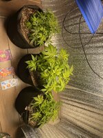 IMG_8800.jpeg