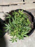 IMG_8799.jpeg