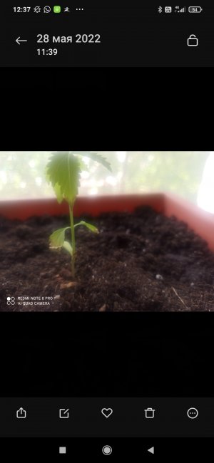 Screenshot_2022-05-28-12-37-23-789_com.miui.gallery.jpg