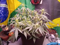 IMG_20251224_073354.jpg