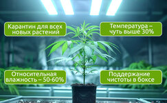 Luchshaya-zashita-konopli-ot-mikrokleshej-eto-profilaktika__EDQATjoaYmQznXsn.jpg