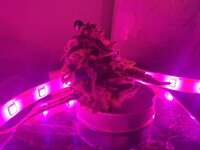 IMG_1081.jpeg