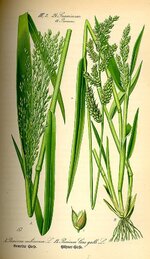 Illustration_Panicum_miliaceum_and_Echinochloa_crus-galli0.jpg