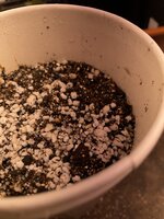 IMG_2286.jpeg