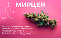 Mircen__UF4n3JKbS4xxVwIX.jpg Mircen__UF4n3JKbS4xxVwIX.jpg
