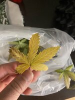 IMG_2626.jpeg