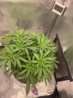 IMG_9571.jpeg