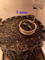 IMG_2449.jpeg