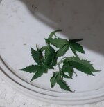 20250409_211021.jpg