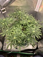 IMG_9749.jpeg