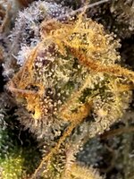 IMG_3923.jpeg