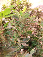 DSCF0224.JPG