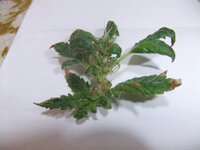 DSCF0204.JPG