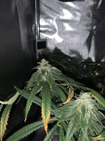 IMG_0059.jpeg