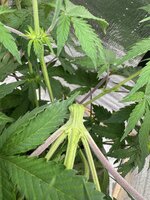 IMG_3691.jpeg