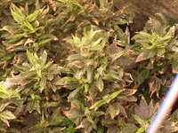 DSCF0230.JPG
