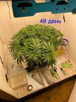 IMG_3170.jpeg