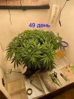 IMG_3184.jpeg