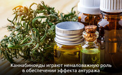 Kannabinoidy__MiK0jGVyPnAcKNBf.jpg Kannabinoidy__MiK0jGVyPnAcKNBf.jpg