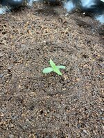 IMG_3372.jpeg
