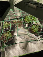 IMG_3225.jpeg