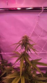 IMG_0874.jpeg
