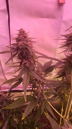 IMG_0887.jpeg