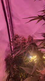 IMG_0888.jpeg