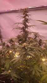 IMG_0915.jpeg