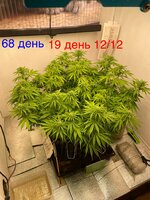 IMG_3470.jpeg