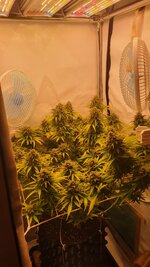 IMG_0976.jpeg