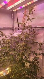 IMG_1007.jpeg