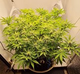 IMG_1067.jpeg