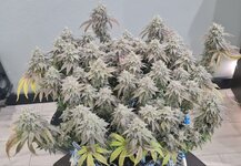 IMG_1076.jpeg
