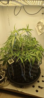IMG_1224.jpeg