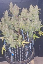 IMG_1239.jpeg